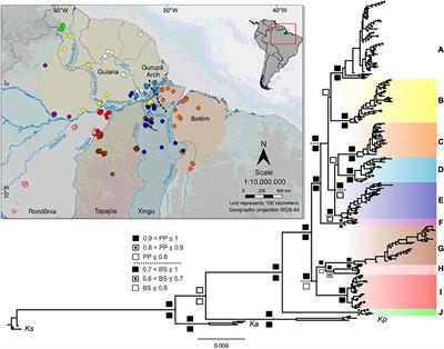 Phylogeography of a Typical Forest Heliothermic Lizard Reveals the Combined Influence of Rivers and Climate Dynamics on Diversification in Eastern Amazonia